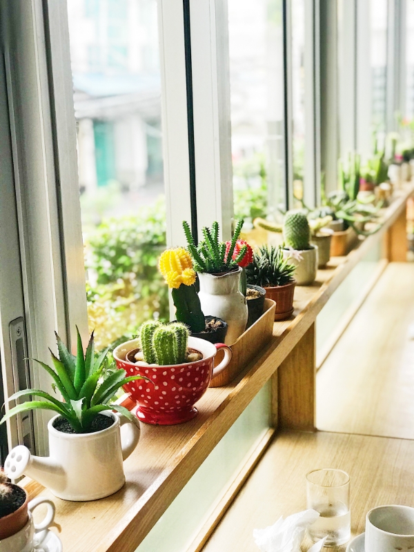 Cactus e succulente del vivaio