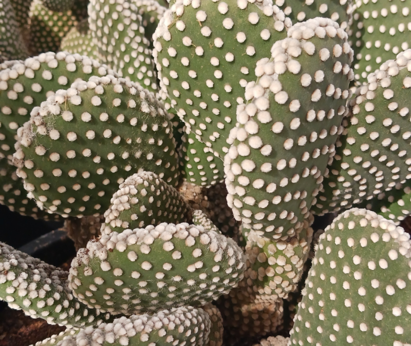 Cactus