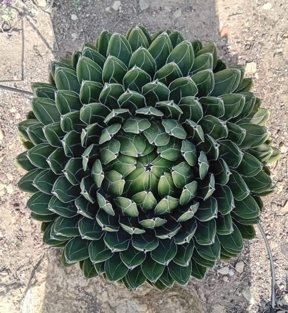Plantas únicas