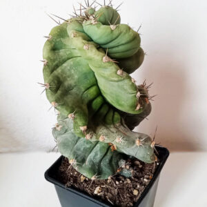 Cereus forbesii spiralis