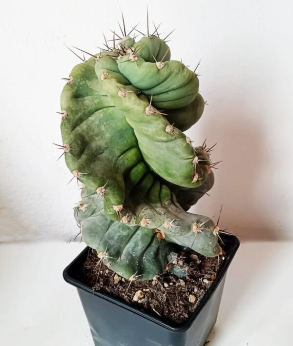 Cereus forbesii spiralis