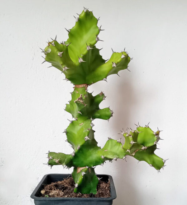 Euphorbia tortilis