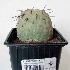 Tephrocactus geometricus (Huevos de dragón)