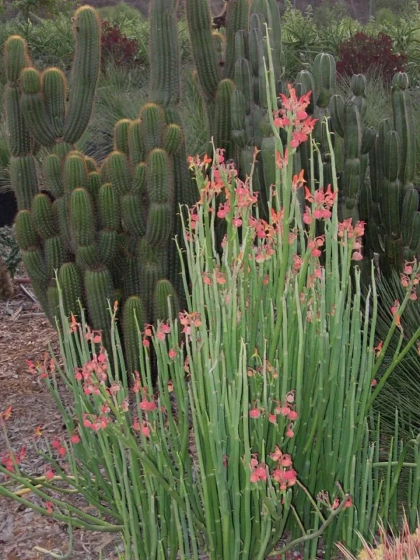 Pedilanthus macrocarpus - Imagen 4