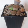 Lithops mix - Imagen 4