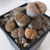 Lithops mix