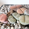 Lithops mix - Imagen 2