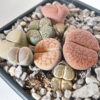 Lithops mix - Imagen 3