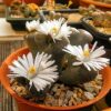 Lithops mix - Imagen 6