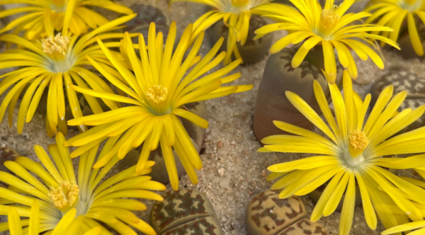 Lithops mix - Imagen 5