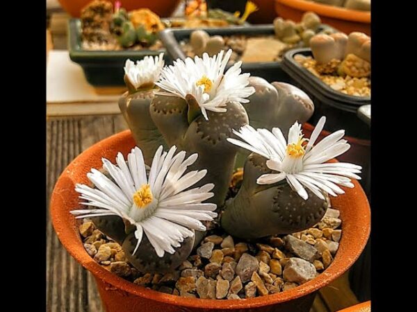 Lithops mix - Imagen 6