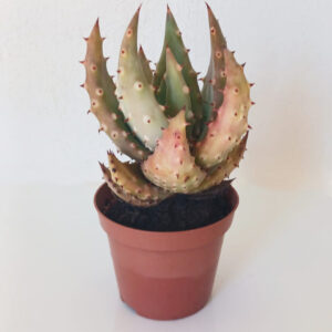 Aloe aculeata