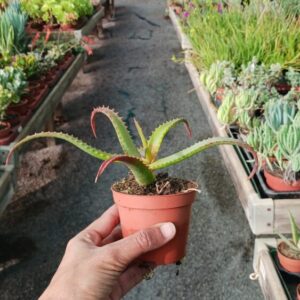 Aloe spicata