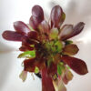 Aeonium velour - Imagen 3