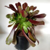Aeonium velour