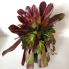 Aeonium velour - Imagen 2