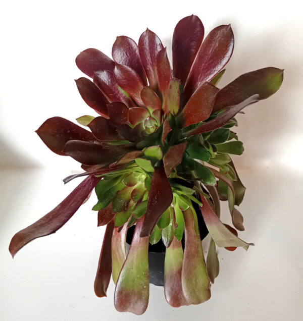 Aeonium velour - Imagen 2