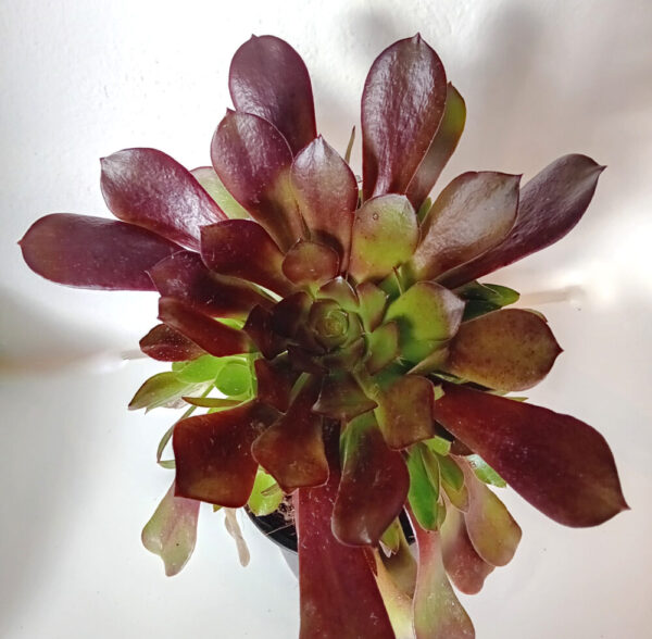 Aeonium velour - Imagen 3