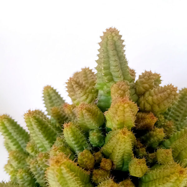 Euphorbia pitica - Imagen 2