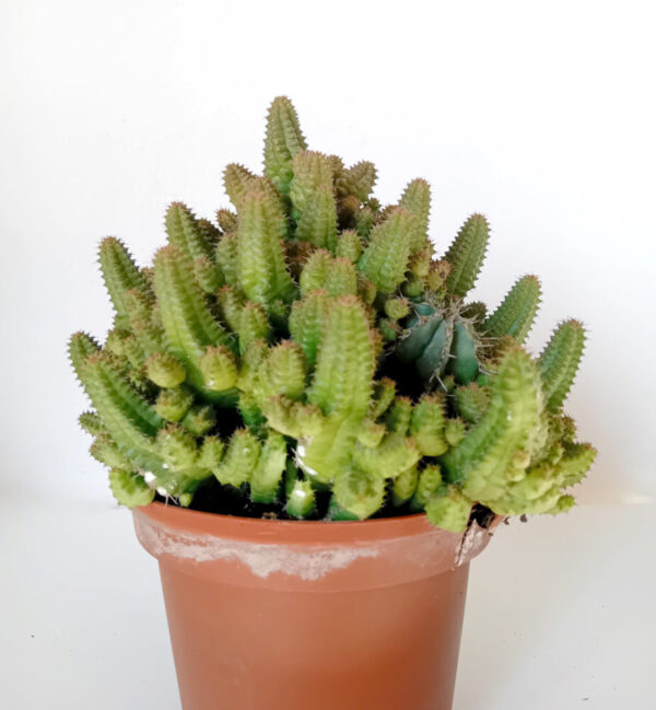 Euphorbia pitica