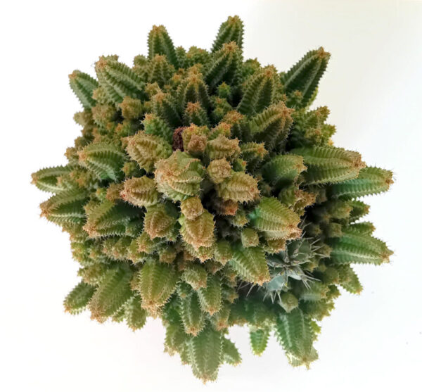 Euphorbia pitica - Imagen 3