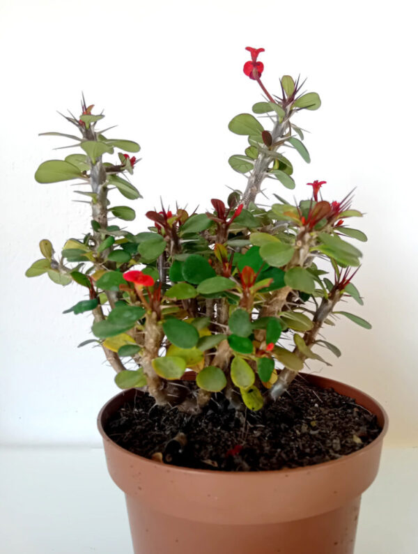 Euphorbia milii var. imperatae