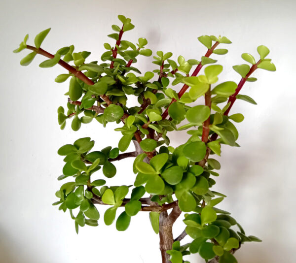 Portulacaria afra - Imagen 3