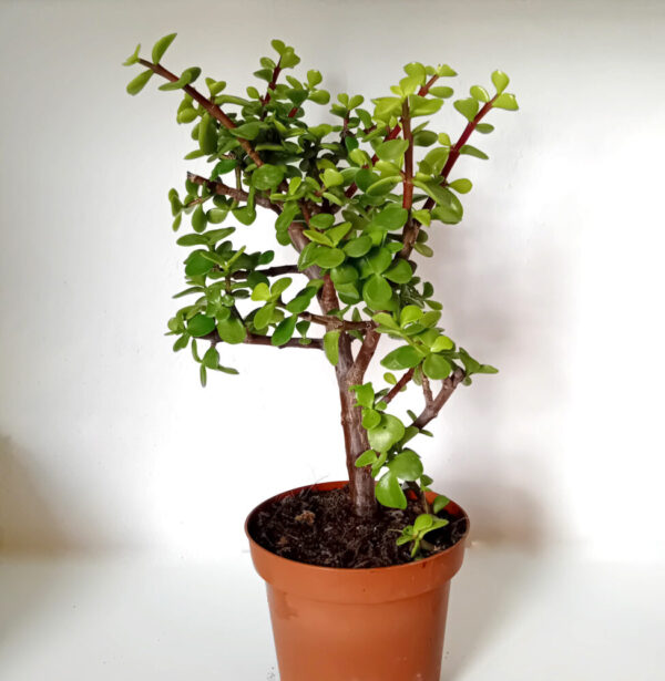 Portulacaria afra