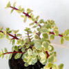 Portulacaria afra variegata - Imagen 3