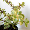 Portulacaria afra variegata - Imagen 2