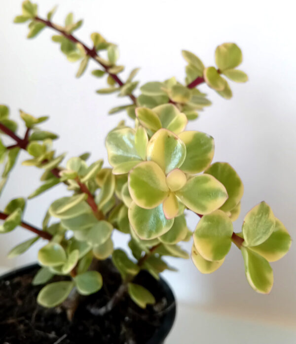 Portulacaria afra variegata - Imagen 2