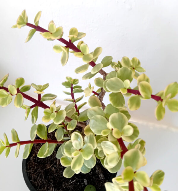 Portulacaria afra variegata - Imagen 3