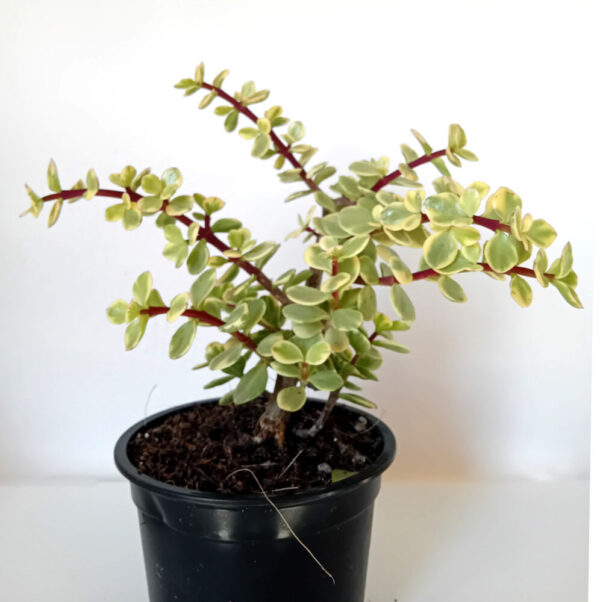 Portulacaria afra variegata