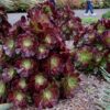 Aeonium velour - Imagen 4