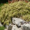 Portulacaria afra variegata - Imagen 4