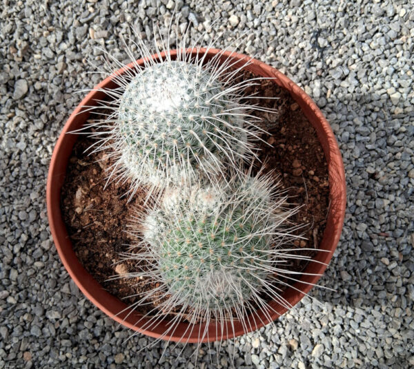 Mammillaria geminispina - Imagen 3