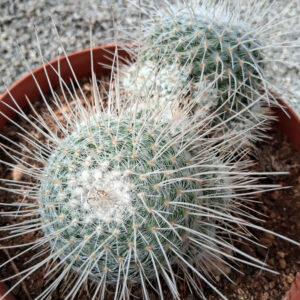Mammillaria geminispina