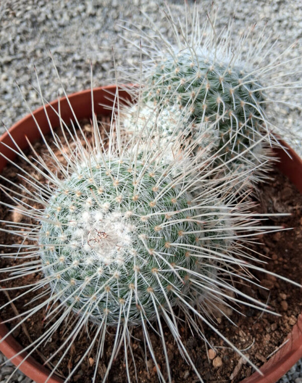 Mammillaria geminispina