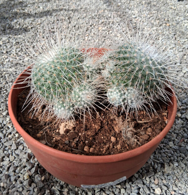 Mammillaria geminispina - Imagen 2