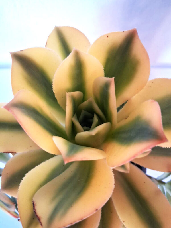 Aeonium cv. Sunburst - Imagen 3