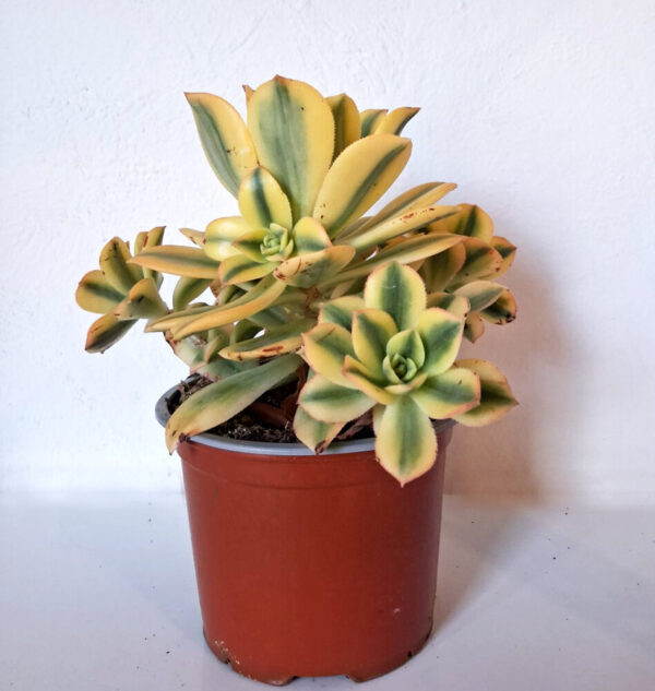 Aeonium cv. Sunburst - Imagen 2