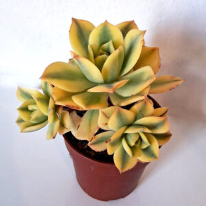 Aeonium cv. Sunburst