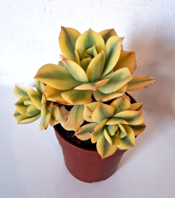 Aeonium cv. Sunburst