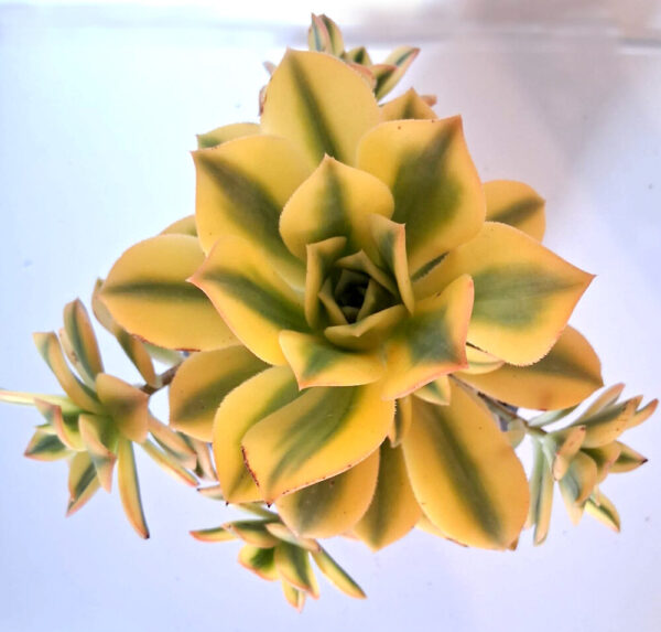 Aeonium cv. Sunburst - Imagen 4