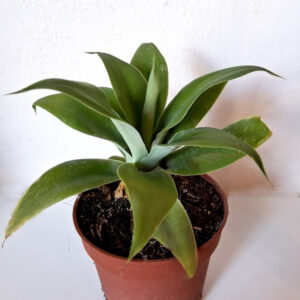 Agave attenuata