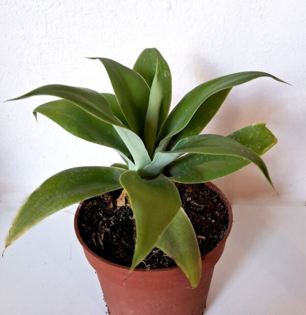 Agave attenuata