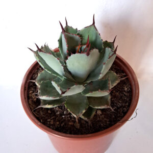 Agave potatorum