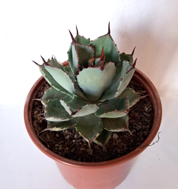 Agave potatorum