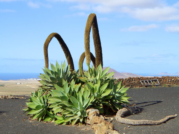 Agave attenuata - Imagen 3