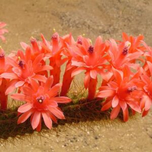Borzicactus aureispinus